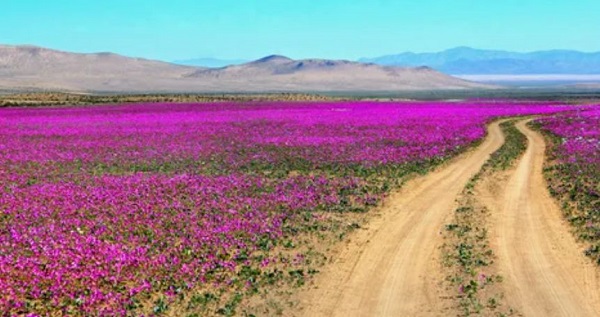 9 самых удивительных пустынь